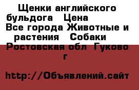 Щенки английского бульдога › Цена ­ 40 000 - Все города Животные и растения » Собаки   . Ростовская обл.,Гуково г.